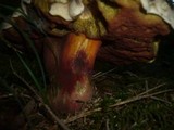 Boletus rubrosanguineus image