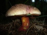 Boletus rubrosanguineus image