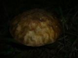 Boletus rubrosanguineus image
