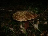 Boletus rubrosanguineus image