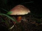 Boletus rubrosanguineus image