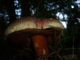 Boletus rubrosanguineus image