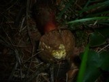 Boletus rubrosanguineus image