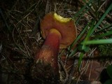 Boletus rubrosanguineus image