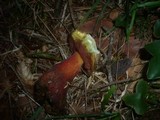 Boletus rubrosanguineus image