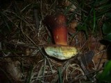 Boletus rubrosanguineus image