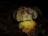 Boletus torosus image