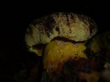 Boletus torosus image