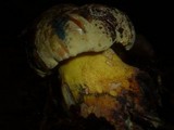 Boletus torosus image