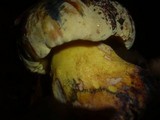 Boletus torosus image