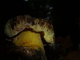 Boletus torosus image