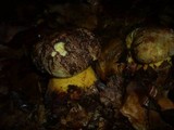 Boletus torosus image