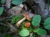 Cortinarius renidens image