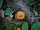 Cortinarius renidens image