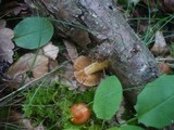 Cortinarius renidens image