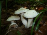 Entoloma sinuatum image