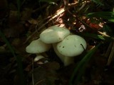 Entoloma sinuatum image