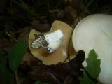 Entoloma sinuatum image