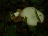 Entoloma sinuatum image