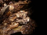 Gomphus clavatus image