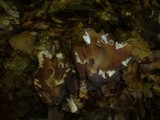 Gomphus clavatus image