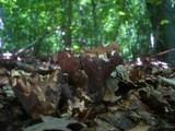 Gomphus clavatus image