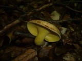 Gyrodon lividus image
