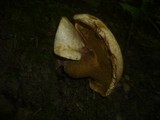 Gyrodon lividus image
