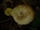 Gyrodon lividus image