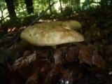 Gyrodon lividus image