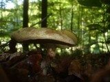 Gyrodon lividus image