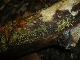 Hypocrea sinuosa image