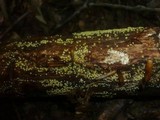 Hypocrea sinuosa image