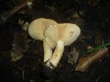 Lactarius azonites image