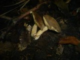 Lactarius azonites image