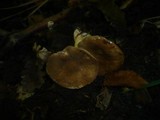 Lactarius azonites image