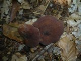 Lactarius subumbonatus image