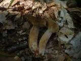Lactarius subumbonatus image