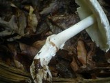 Lepiota ignivolvata image