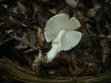 Lepiota ignivolvata image