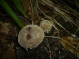 Lycoperdon mammiforme image