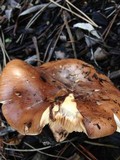 Tricholoma fracticum image