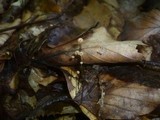 Marasmius bulliardii image