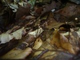 Marasmius bulliardii image