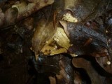 Marasmius bulliardii image