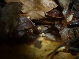 Marasmius bulliardii image