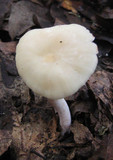 Hygrophorus gliocyclus image