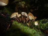 Gymnopus kauffmanii image