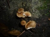 Gymnopus kauffmanii image