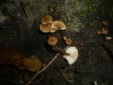 Gymnopus kauffmanii image